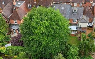The Winchester Oak: A Towering Reminder That Tree Protection Matters in Conveyancing